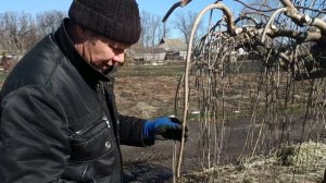 Как правильно обрезать шелковицу плакучую