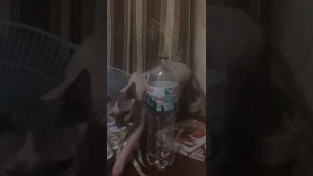 Сфинксы любят все скидывать))