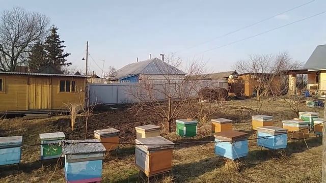 Виноградник на пасеке. Раскрыли виноград после зимовки. Сайт: http://рязанский-мёд.рф/ смотреть онлайн