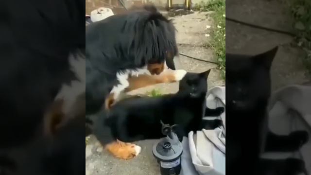 Смешные и прикольные  животные . Подборка приколов 2022