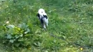 Декстар ищет дичь