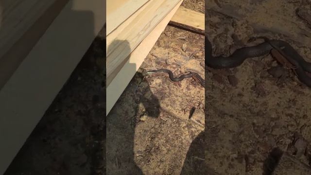 Здоровенный уж, поймал земляную жабу смотреть онлайн