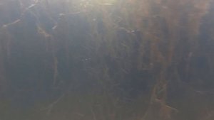 Искусственный пруд своими руками без плёнки для разведения рыбы. Подводная съёмка. Ищем рыбу!