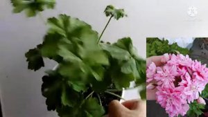 Пеларгония Odensjo Made in Sweden, подростки зонартиков.