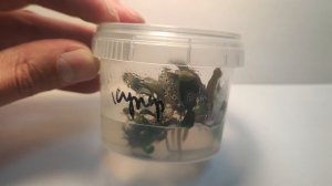 Живое аквариумное растение Буцефаландра Купер Лиф Мелави меристемное