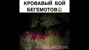 самые смертельные бои диких животных