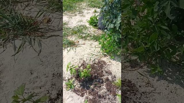 Георгины👍#Сюрприз(клад)от бывшего владельца 🤣😊 смотреть онлайн