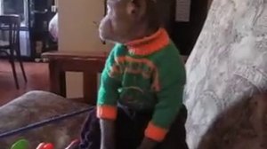 обезьяна в доме.