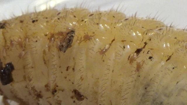 Ужасные Мелкие Клещи Заедают Монстра Личинку Бронзовку