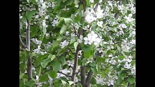 Наша дача 2017 Топим самовар,жарим шашлык ,топим баню,обшиваем летнюю кухню смотреть онлайн