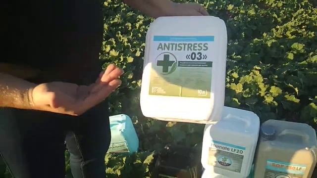 Поле ?Озимый Рапс Редстоун?|AGROFON смотреть онлайн