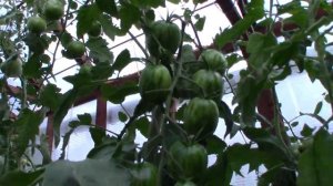 Томат Де барао полосатый (Королевский сад Ильи Королева)