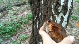 116. Напиток из ТРУТОВИКа - похож на кофе и поможет похудеть.