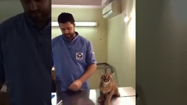 Caracal Hisses at Vet While Being Vaccinated   1076952