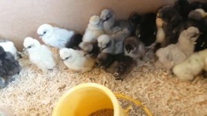 Цыплята шелковых кур.