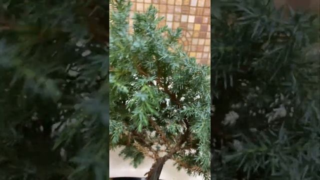 Купила туи по 155 грн. в Эпицентре и Обалденный можжевельник. Осенняя чистка и обработка хвойников! смотреть онлайн