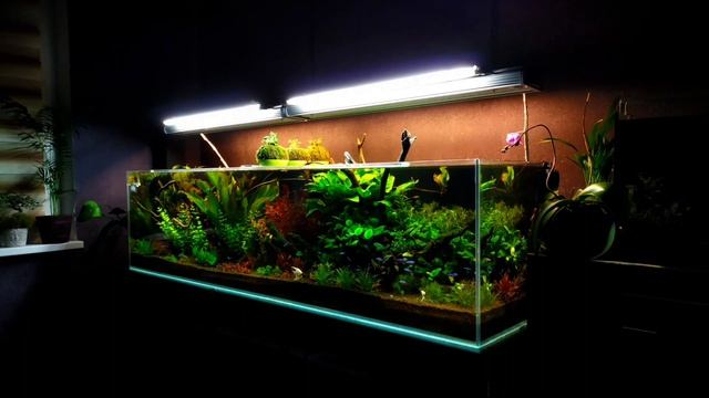 130 gallon aquarium. Аквариум 500 литров. LED Т5 гибрид освещение. смотреть онлайн