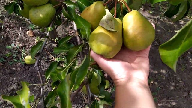 сорт груші Маргарита Марилья