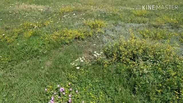 Станица Преображенская Волгоградской обл.1 часть. смотреть онлайн