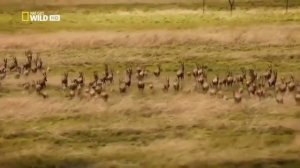 Дикая природа Дикий нил часть 2