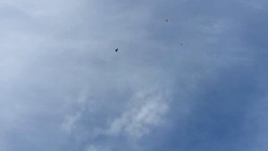 Николаевские голуби Донбасса в Белгороде. Часть 3.