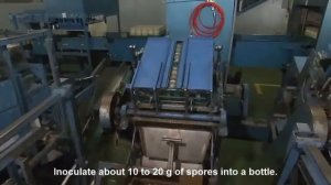 Эноки: промышленное выращивание с завершённым циклом