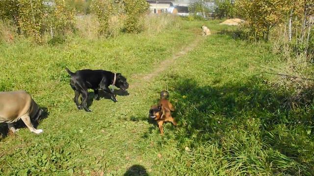 Ровестники. Сентябрь 2015г. смотреть онлайн