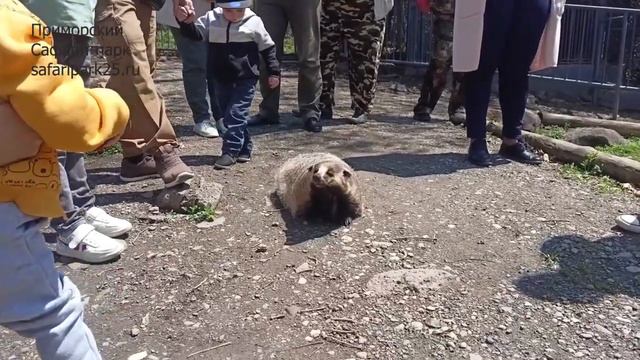 РУЧНАЯ БАРСУЧИХА смотреть онлайн