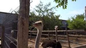 Очень классный зоопарк на море!!! / Very cool Zoo.