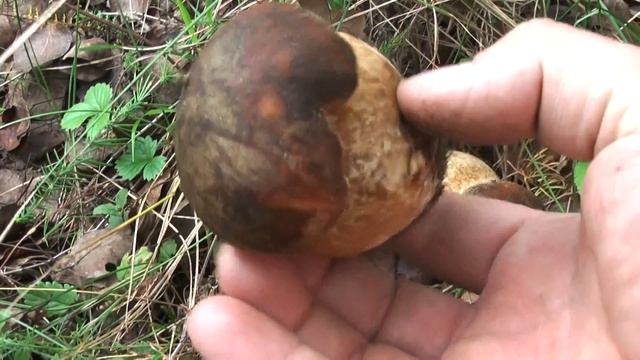 Boletus aereus - hríb bronzový, SVK, 23.09.2014 смотреть онлайн