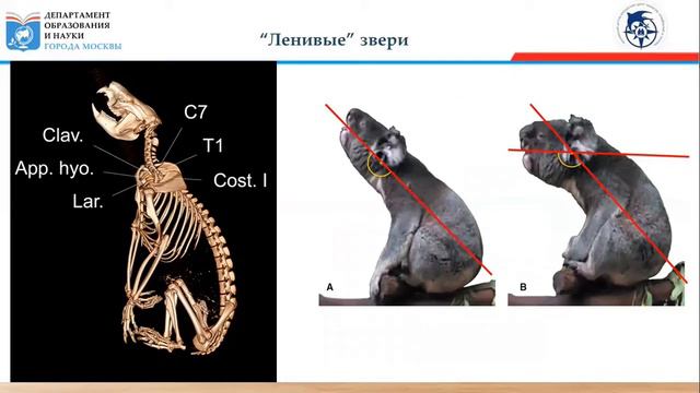 Тайна ленивых животных. Тайна ленивых животных