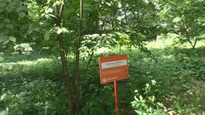 Черемуха Маака