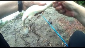 Рыбалка на Кубани ! Рыбалка на фидер ?