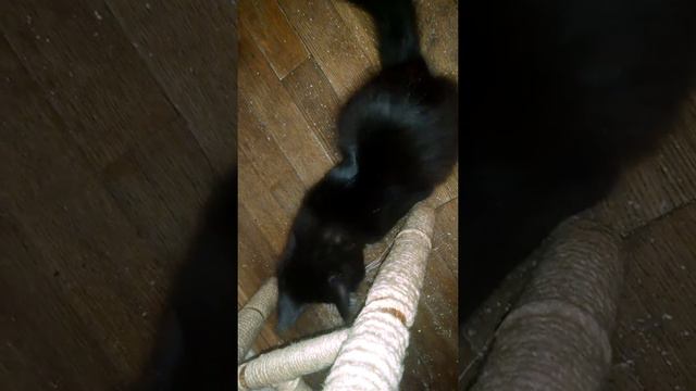 Кошечка Мейн кун Шоу класса Окрас Биколор или как выглядит самодельная когтеточка в стиле Кантри смотреть онлайн