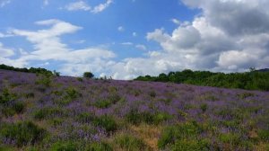 ?️Крым 2018. Из Алушты до "Прованса" за 2 минуты. Лавандовое поле. В.Кутузовка
