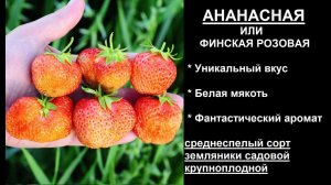 АНАНАСНАЯ ФИНСКАЯ РОЗОВАЯ десертного вкуса земляника садовая крупноплодная