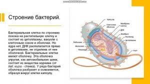 6 класс. Бактерии их строение и жизнедеятельность.