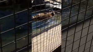 😁😁Я в лого парке😍  а там зоопарк 🐒🐶🐺🐏🦊🐖🐂