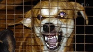 Бешенство бушует в России. Что делать? Здоровье. Фрагмент выпуска от 09.10.2016