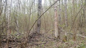 Русская гончая Набат