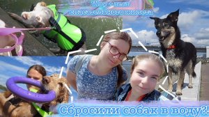 Vlog / Тест жилета с Ozon / Поездка на речку с собаками