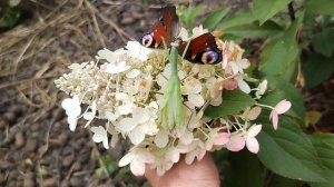 богомол поймал бабочку и ест её.