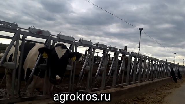 12 000 голов продажа племенных нетелей молочного направления живым весом оптом