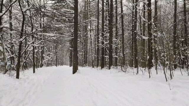 Прогулка по Дендропарку Пушкино Московская область влог