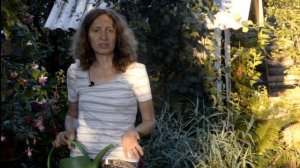 Как ухаживать за фуксиями в жару