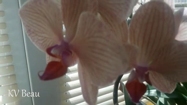 103 ?ЦВЕТУЩИЙ МАРТ?Скромное цветение моих орхидей? смотреть онлайн