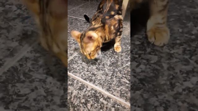 Бенгальская кошка ест заморозку.