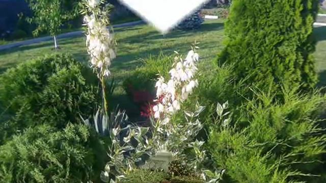 Как украсить участок. Оргигинальные декоративные кустарники и растения в ландшафтном дизайне смотреть онлайн