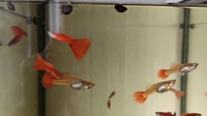 гуппи Красная Москва