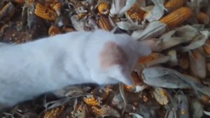 Заготовка кукурузы на корма.